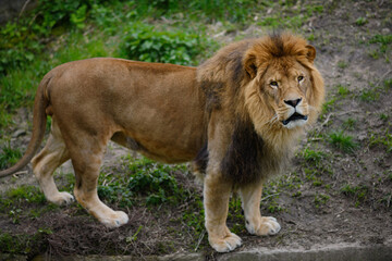 A full-length lion stands on the grass.