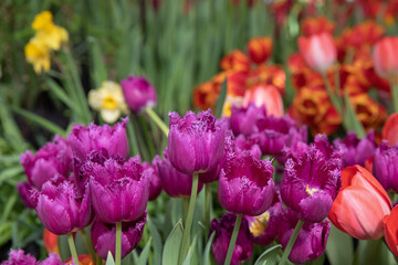 Spring exhibition of beautiful tulips of different colors. Fresh flowers in the greenhouse at the flower exhibition