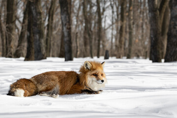 A red fox lies in a winter forest in the snow. The animal rests in nature. Predator in its natural habitat. Wild animals in the wild in winter. High quality photo