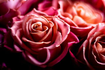 Roses