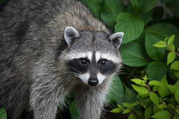 Naklejka na ściany i meble USA, Washington State, Seabeck. Raccoon close-up.