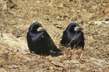 European ravens in dry grass in spring season, closeup