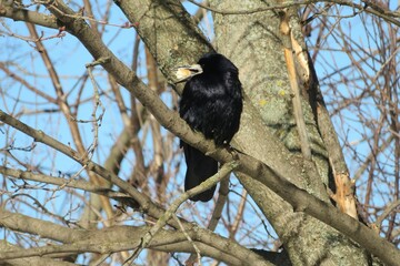 Raven on a tree with bread in beak, on natural sky background