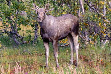 Norwegen - Elch - Alces alces