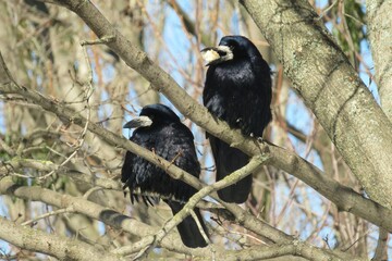 European ravens on a tree, raven on tree with bread in beak