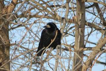 European raven on tree branch against blue sky in winter season