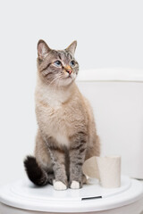 clean cat sitting on the toilet lid next to toilet paper