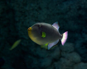 Fototapeta na wymiar Triggerfish fish in a deep 
