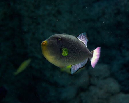 Triggerfish fish in a deep 