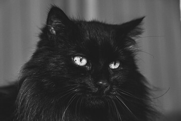 Portrait De Chat Noir Au Regard Intense Wall Mural Wallpaper Murals Picsart