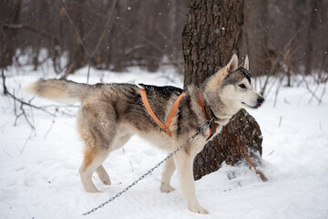 draught dog husky on a chain in winter stands against of the forest