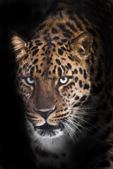 Fototapeta na wymiar Severe serious muzzle of a leopard half-turned looks at you close-up from the night darkness