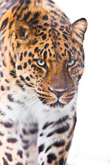 Fototapeta na wymiar Confident leopard is walking at you close-up of muzzle and body, white light background