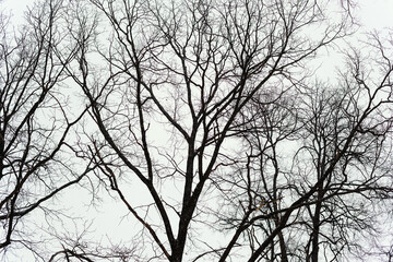 silhouette of snowy trees in winter forest