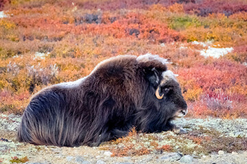 Moschusochse - Ovibos moschatus - im Herbst - Norwegen - Dovrefjell-Sunndalsfjella-Nationalpark