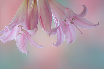 Naklejka premium USA, Washington State, Seabeck. Lily blossoms close-up.