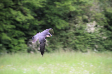 A Peregrine Falcon in flight