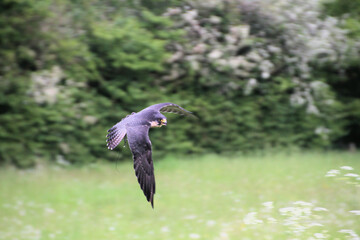 A Peregrine Falcon in flight