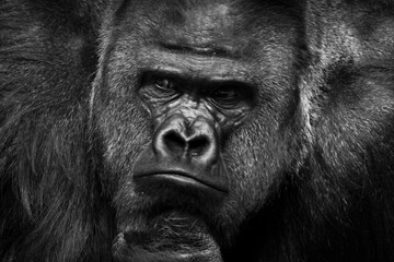 A broad-shouldered athlete, a male gorilla, pensively looks ahead, occupying the entire frame