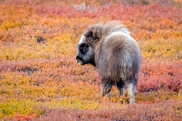Moschusochse - Ovibos moschatus - im Herbst - Norwegen - Dovrefjell-Sunndalsfjella-Nationalpark