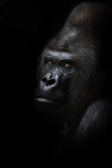 Dangerous gorilla male looking half-turned, black background powerful male