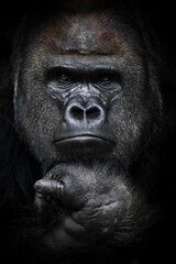 dominant male gorilla with a principled and hard look forward, powerful arms © Mikhail Semenov