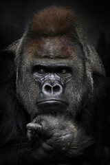 Annoyed thinking with folded hands under the chin of a strong male gorilla - 421329097