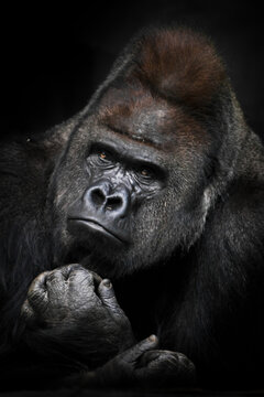 Heavy meditations of a powerful male gorilla with shiny fur and sophisticated