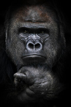 dominant male gorilla with a principled and hard look forward, powerful arms