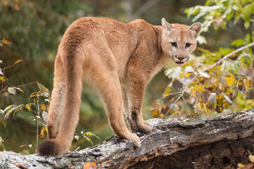 Fototapeta na wymiar Cougar (Puma concolor) Balanced on Log Looks Back Autumn