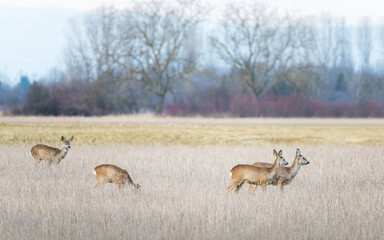 Naklejka premium Roe deer on a winter meadow