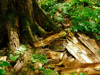 bright greenery in the spring forest