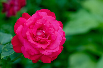 Pink rose on a blurred green background