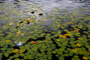 USA, Washington State, Bellingham. Lily pads on Lake Louise.