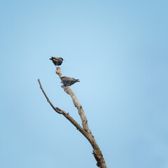 Common starlings sitting on a naked branch
