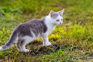 Young cat in the garden on the mown grass