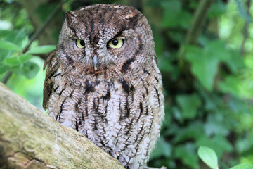 A Screech Owl in a tree