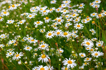 White daisies on the meadow, background of daisies