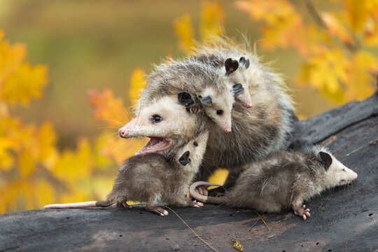 Virginia Opossum (Didelphis virginiana) Mother With Joeys Mouth Open Turned Left Autumn