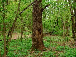 bright greenery in the spring forest