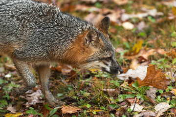 Grey Fox (Urocyon cinereoargenteus) Trots Right Close Up Autumn
