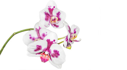 Blossoming exotic orchid phalaenopsis, cultivar Tak Cimberley, on white background isolated. Beautiful tropical flowers with pink purple blurred spots on white petals. Floriculture concept
