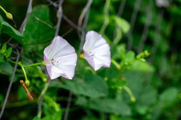 Flowers field bindweed in the garden near the fence close up