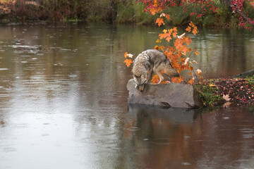 Coyote (Canis latrans) Looks Down Off Rock in Rain Autumn