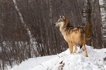Grey Wolf (Canis lupus) Stands Atop Snow Pile Winter