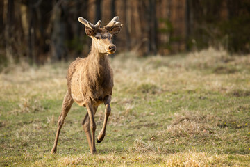 Red deer stag standing on dry meadow in springtime nature