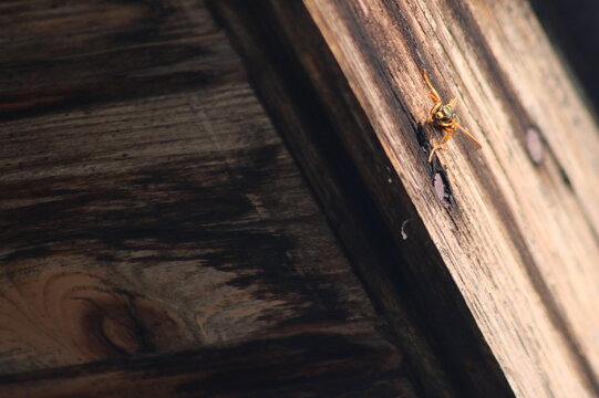 High Angle View Of Insect On Wood