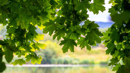 Fototapeta na wymiar Maple branch with green leaves over the river