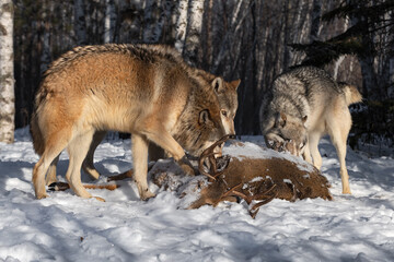 Three Grey Wolves (Canis lupus) Gather Around Body of White-tail Deer Winter