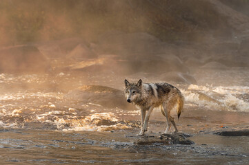 Grey Wolf (Canis lupus) Walks Away From Misty Rapids Autumn